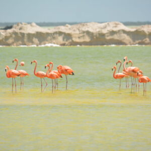 Eco Classic Birdwatching Yalahau Tour - Image 4