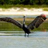 Birdwatching and Kayaking